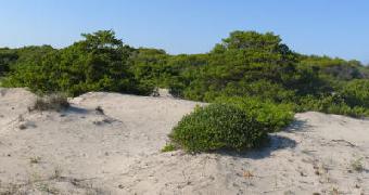 litorale