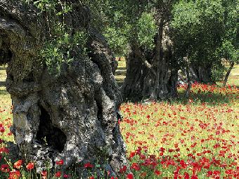 albero secolare