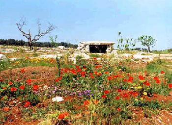 Dolmen in agro di Giurdignano