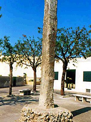 Menhir Trice