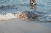 Caretta Caretta