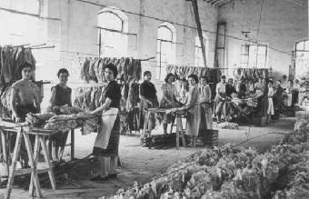 Cenere. Corale per le Tabacchine